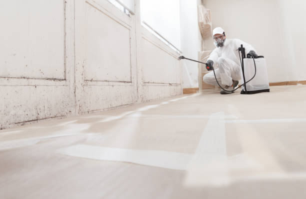 24/7 Emergency Black Mold Remediation experts in Bellmawr, NJ