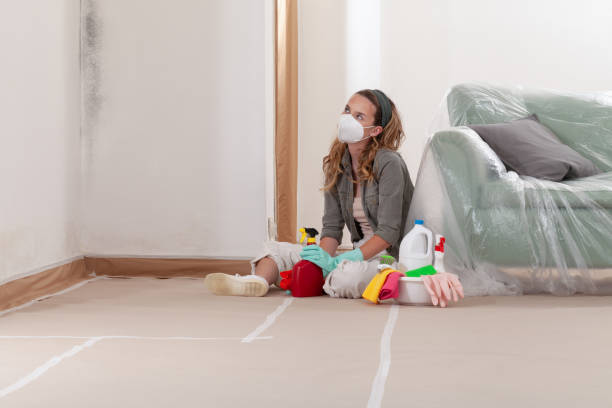 Reliable Black Mold Remediation contractor in Bellmawr, NJ by Car Mold Remediation