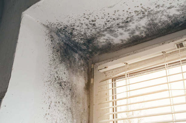 Affordable Black Mold Remediation solutions in Bellmawr, NJ